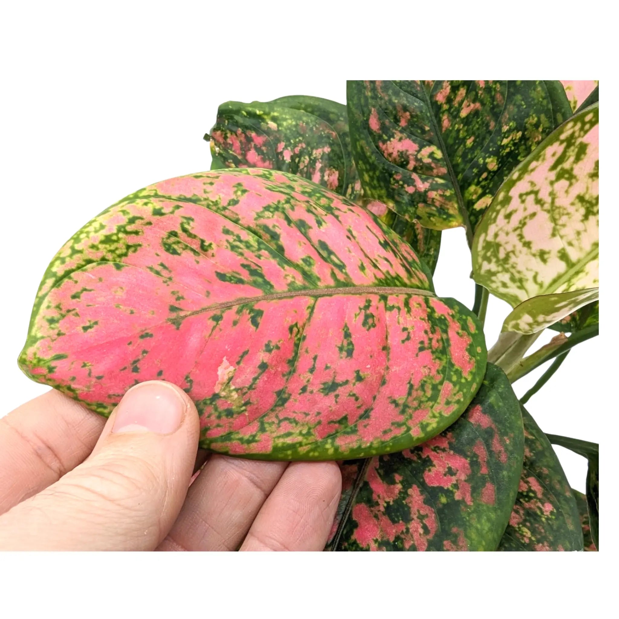 Aglaonema Spotted Star - Chinese Evergreen Leaf Culture