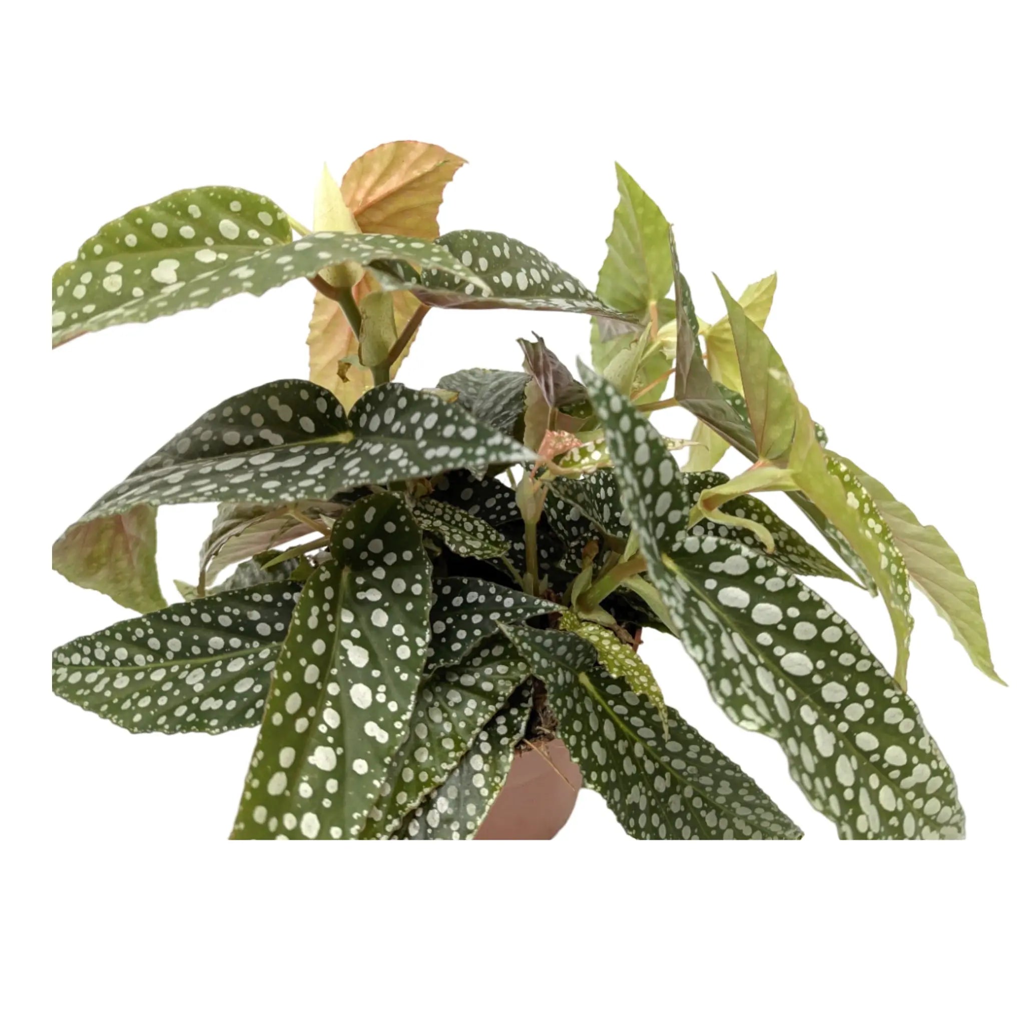 Begonia Double Dot Leaf Culture