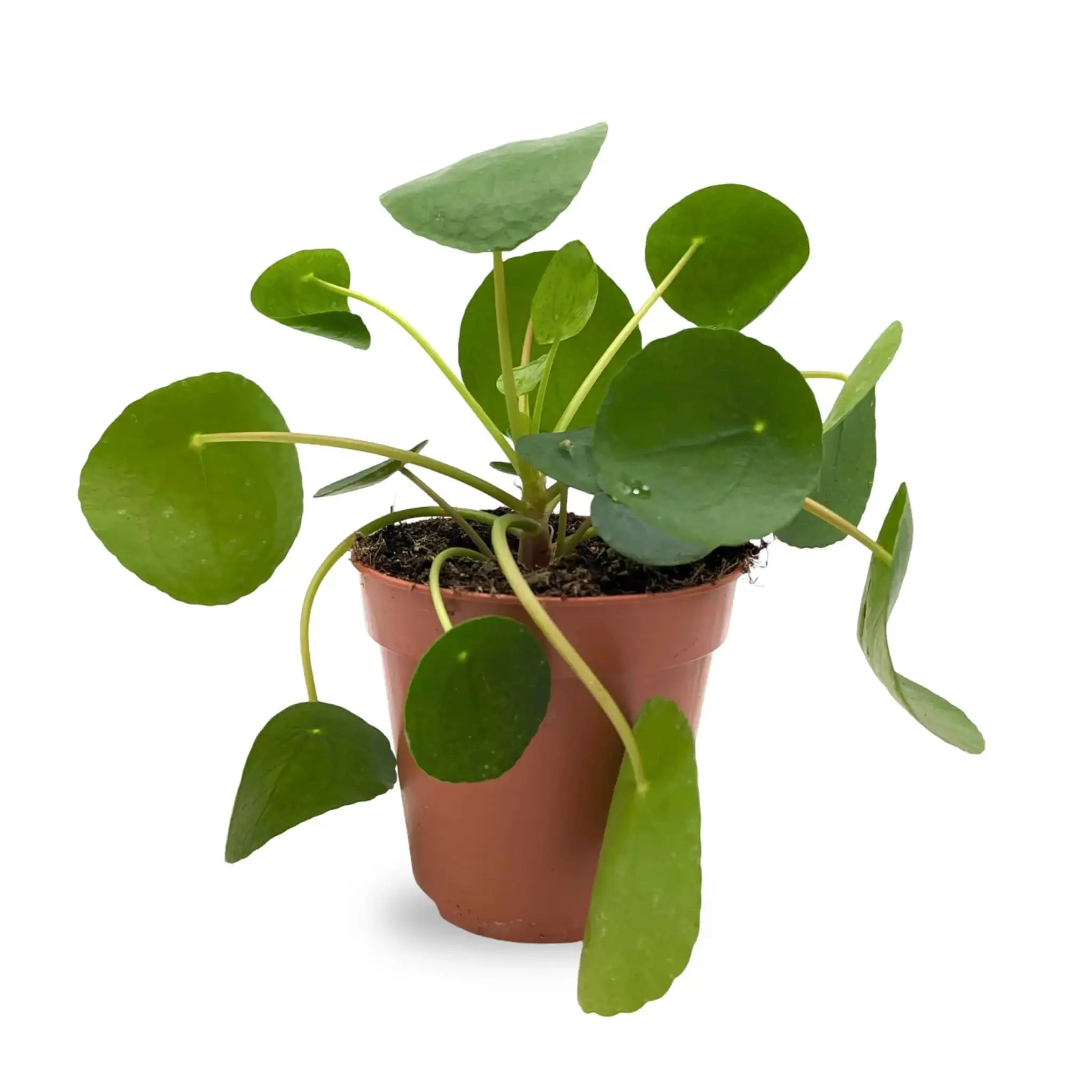 Office Plant Bundle Leaf Culture