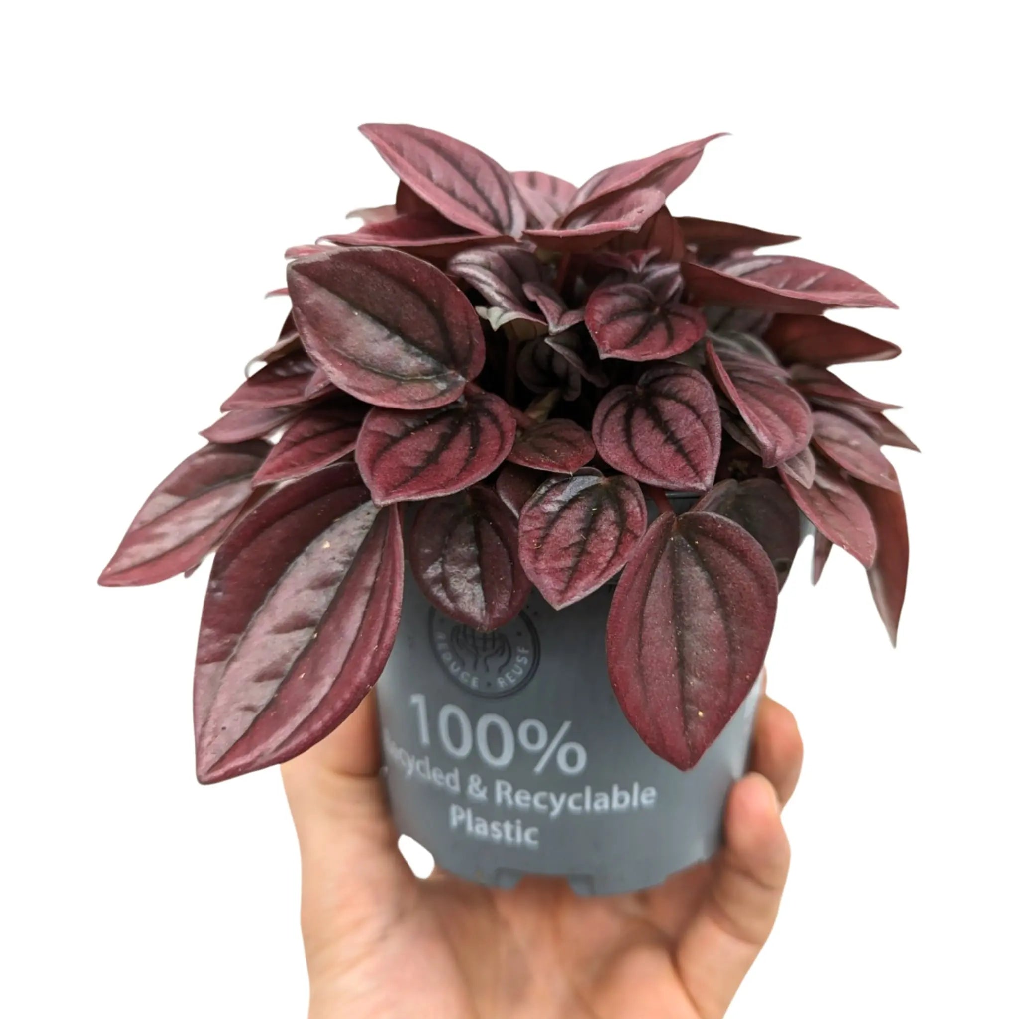 Peperomia caperata Cayenne Leaf Culture