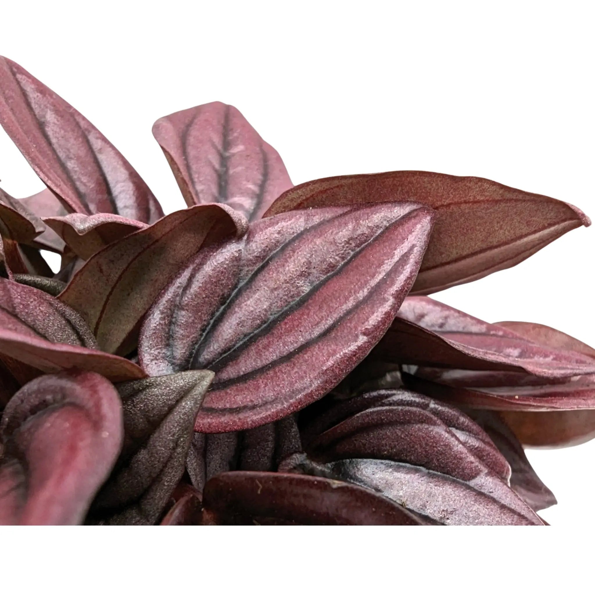 Peperomia caperata Cayenne Leaf Culture