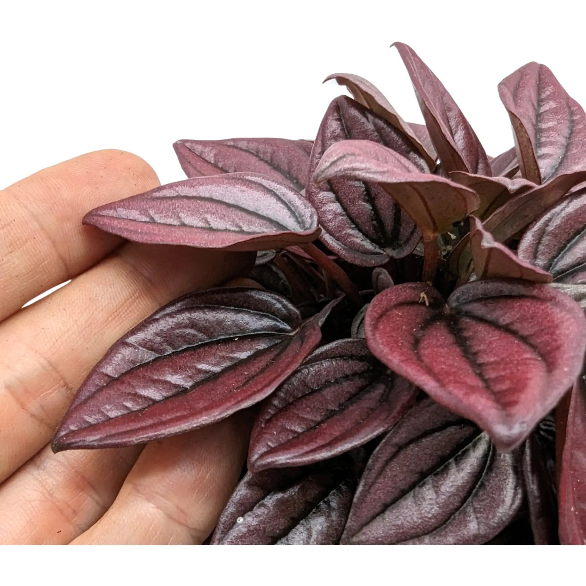 Peperomia caperata Cayenne Leaf Culture