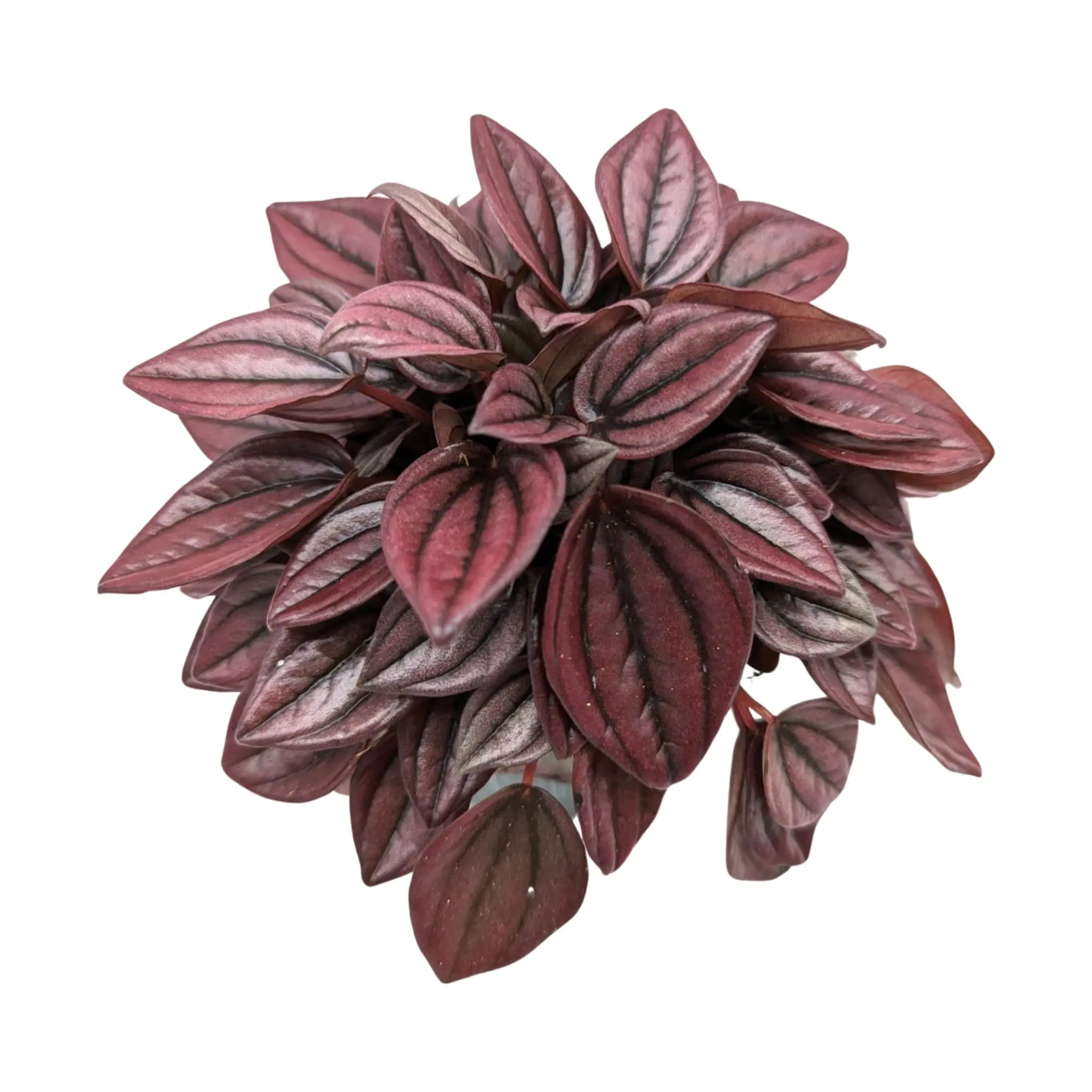 Peperomia caperata Cayenne Leaf Culture