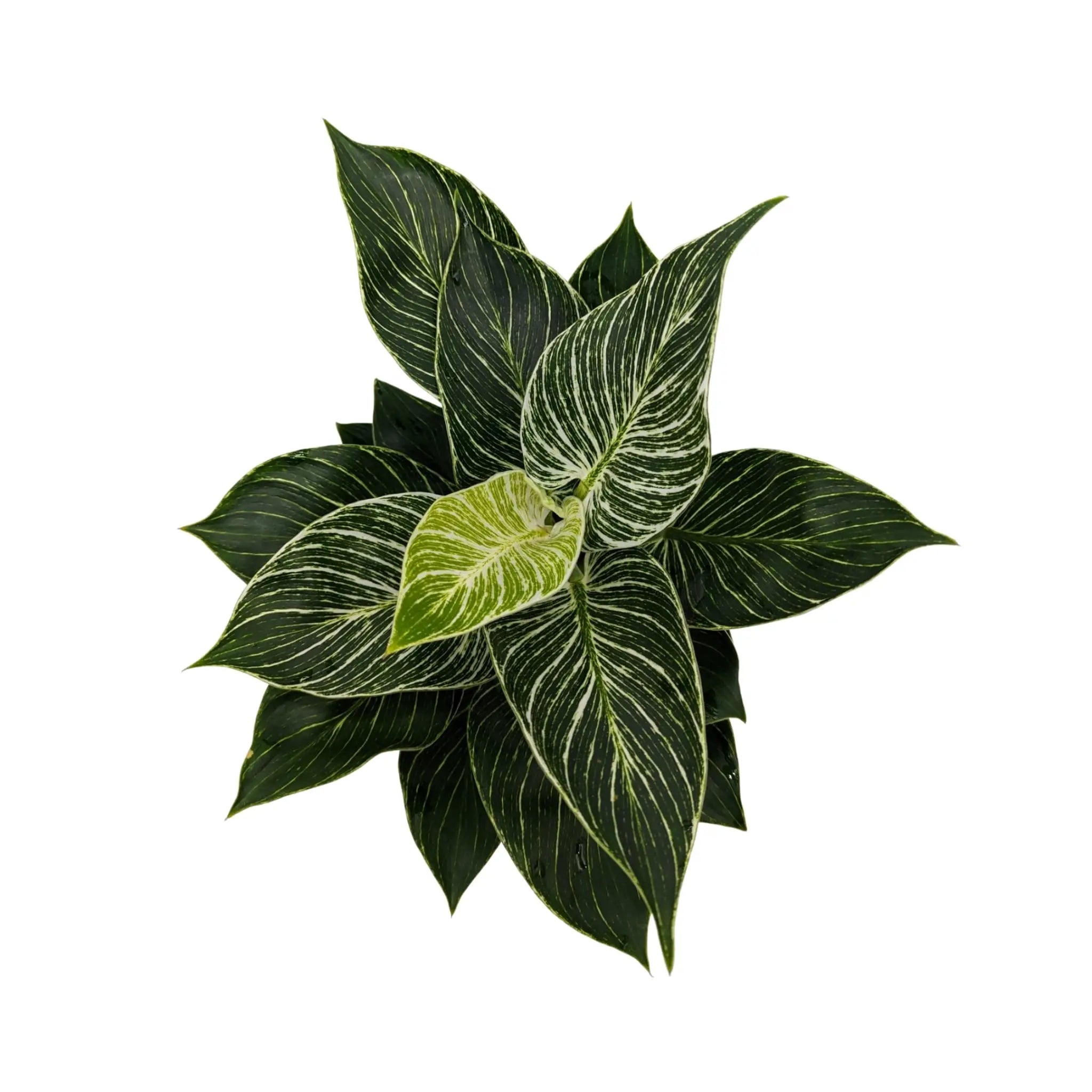 Philodendron Zebra Oz