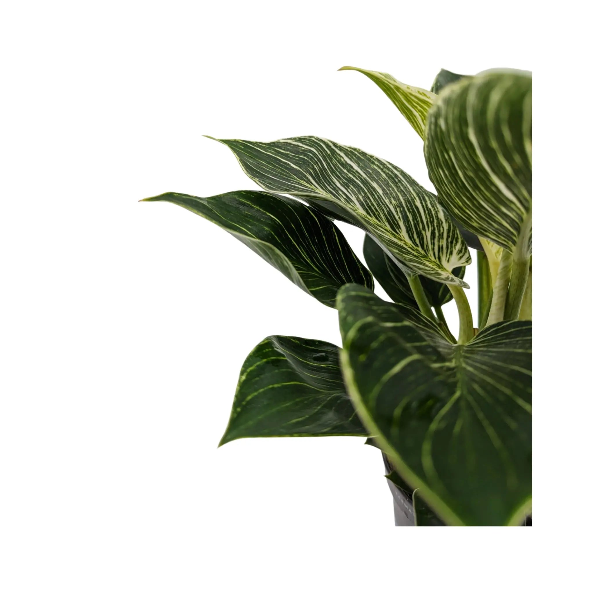 Philodendron Zebra Oz