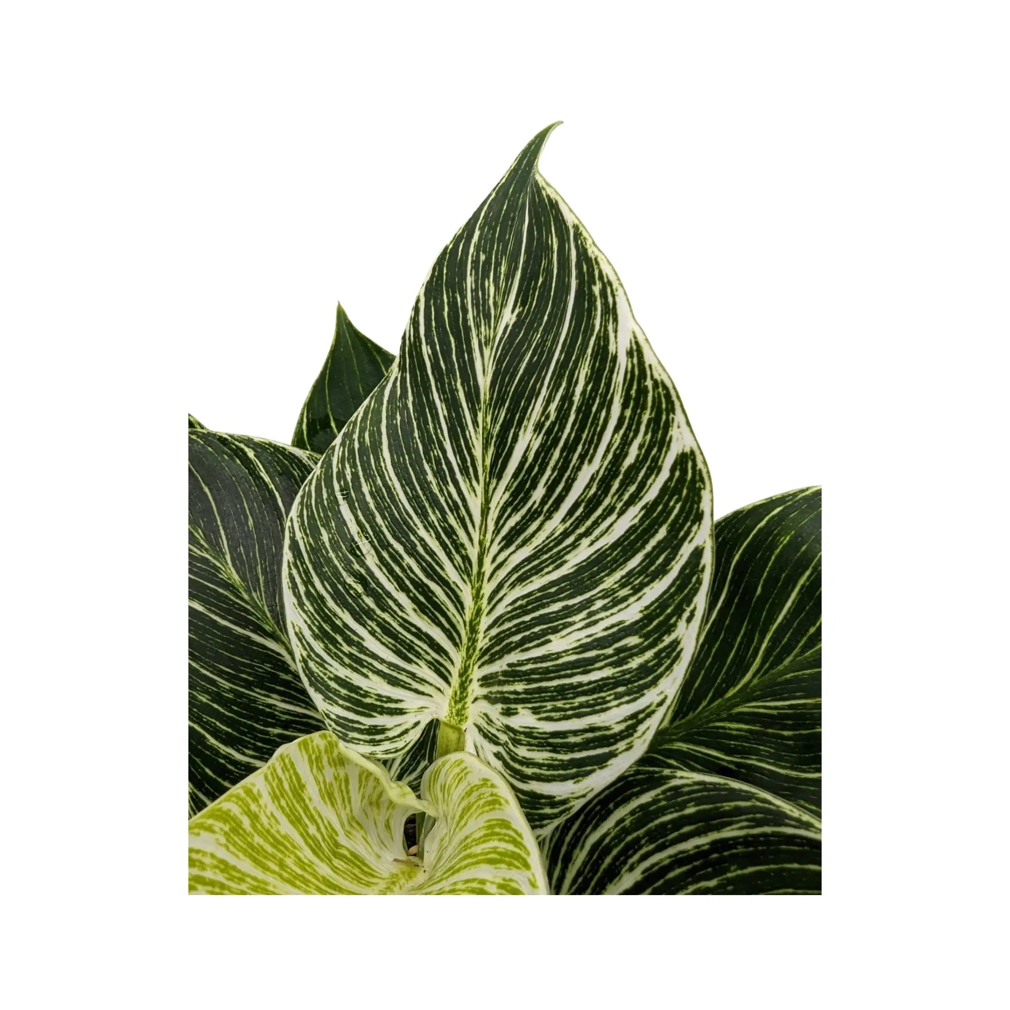 Philodendron Zebra Oz
