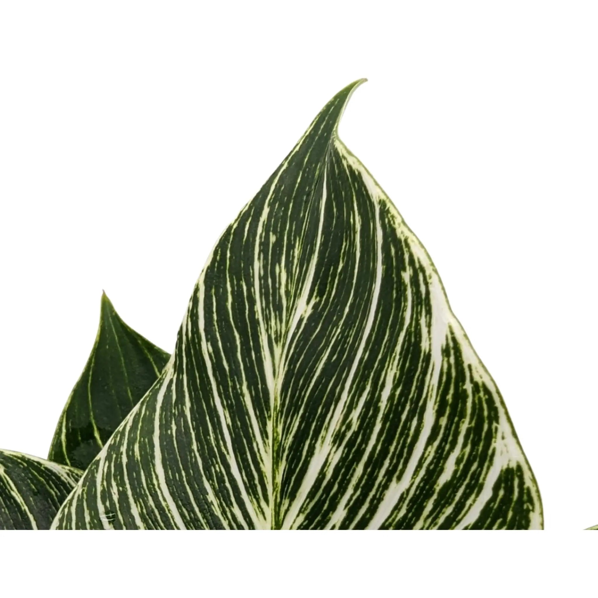 Philodendron Zebra Oz