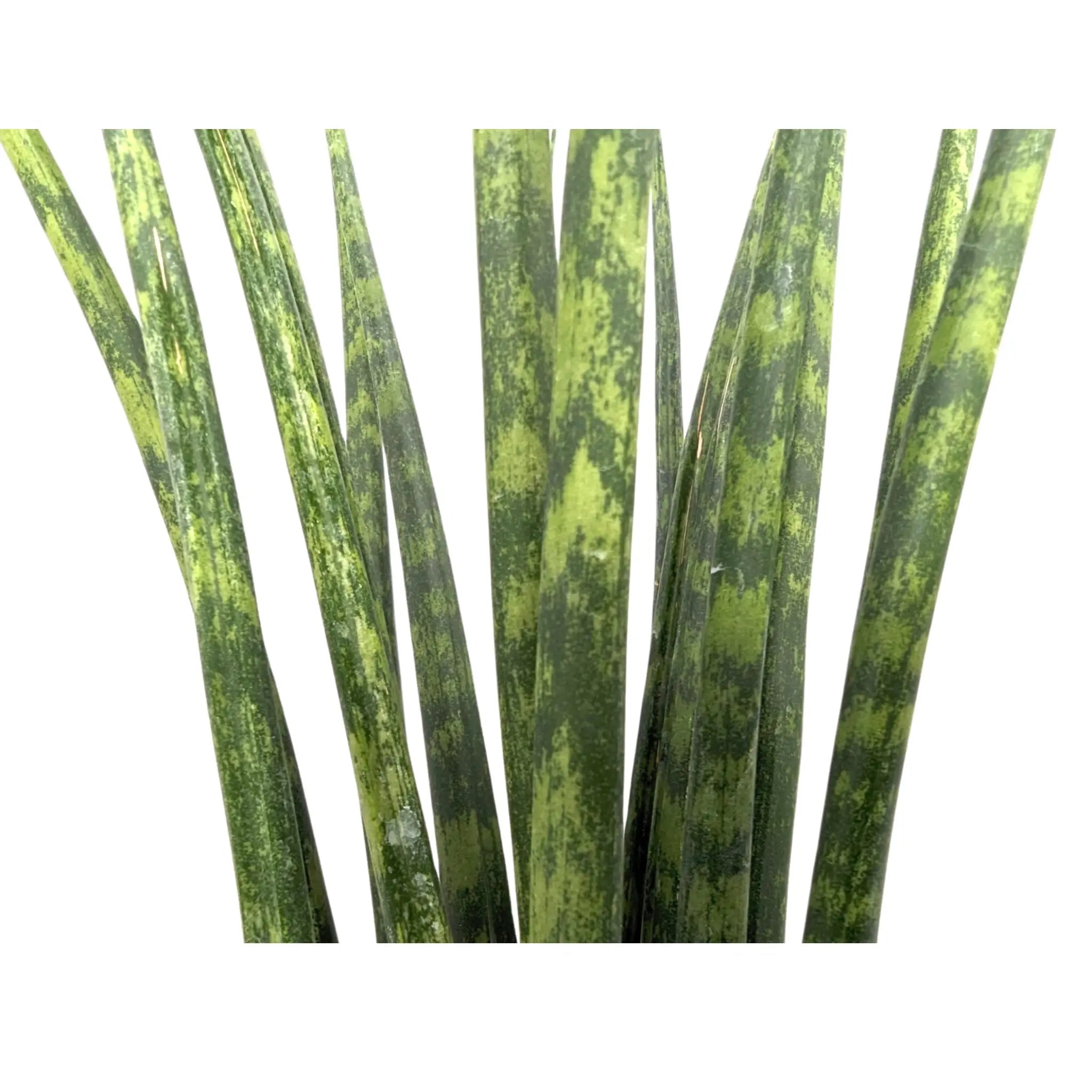 Sansevieria Fernwood - African Spear Leaf Culture