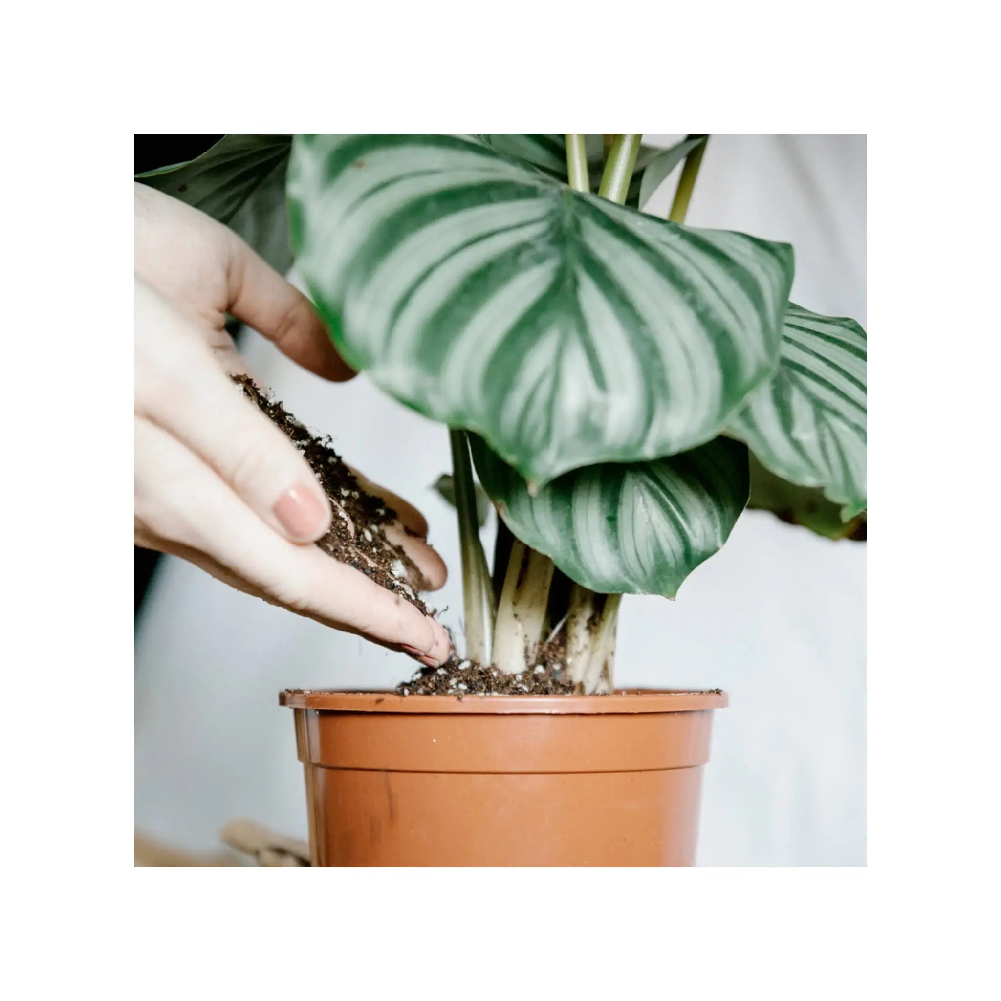 Soil Ninja - Premium Calathea & Maranta Blend Soil Ninja