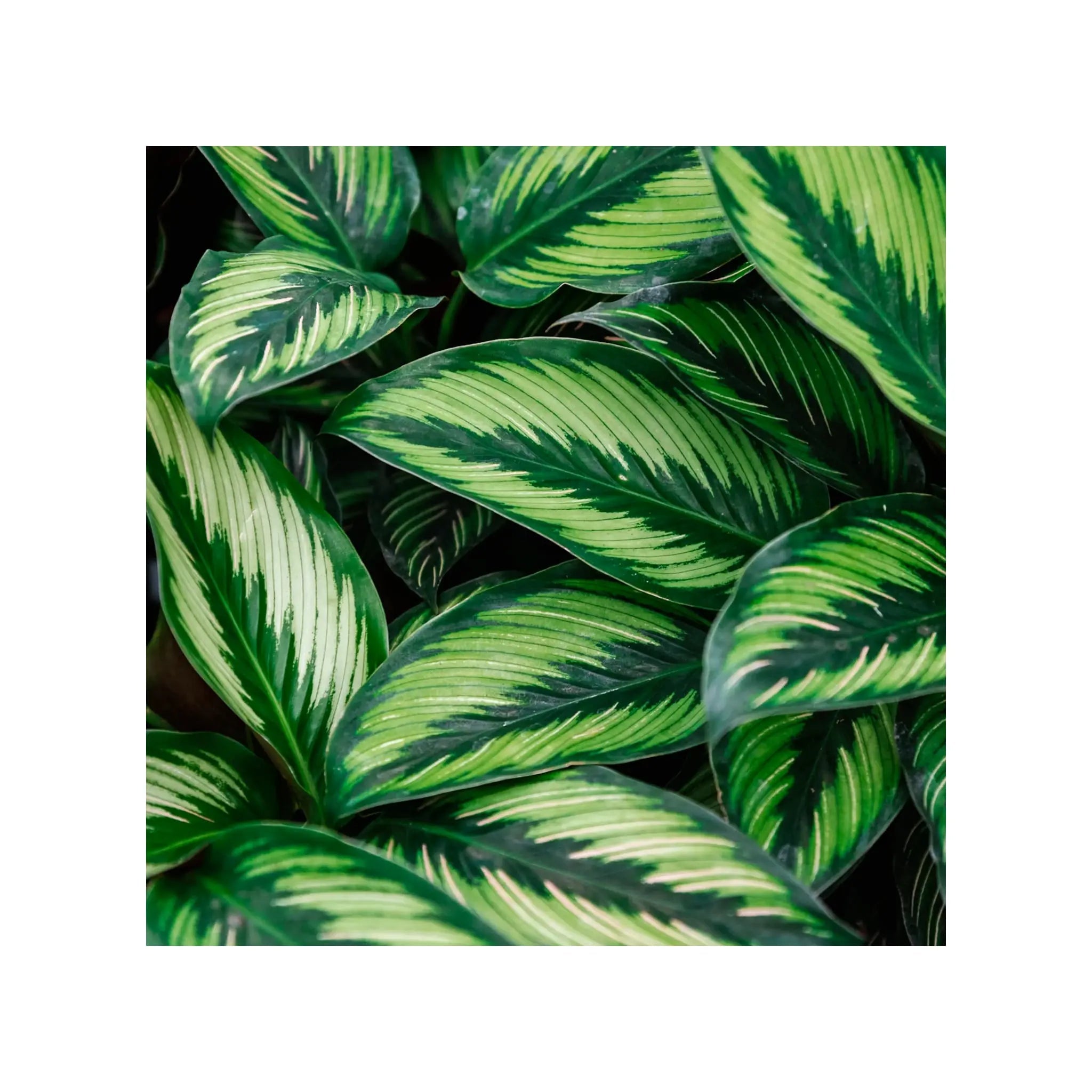 Soil Ninja - Premium Calathea & Maranta Blend Soil Ninja