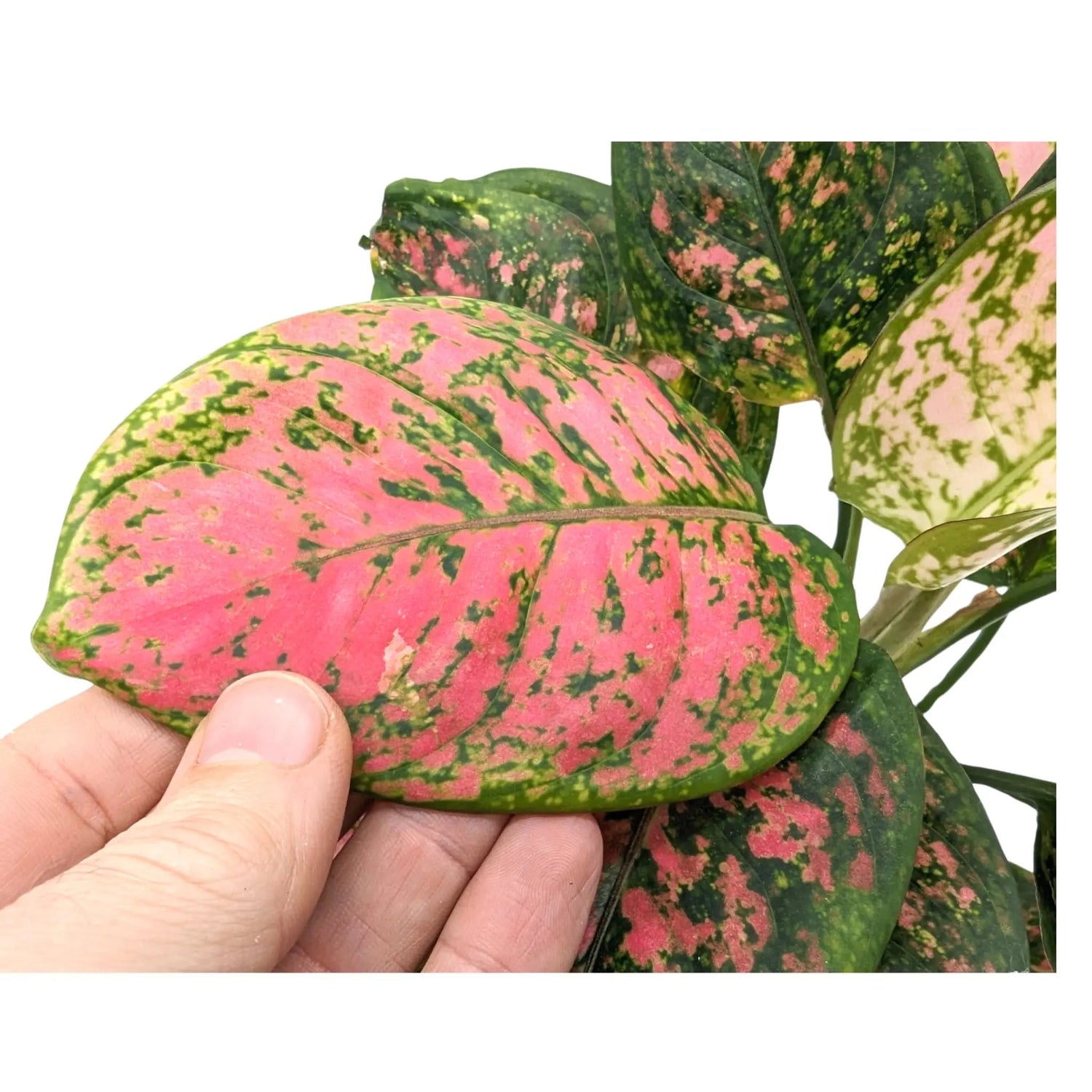 Aglaonema Spotted Star - Chinese Evergreen Leaf Culture