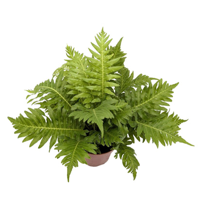 Blechnum gibbum Silver Lady | Geometry Fern Leaf Culture