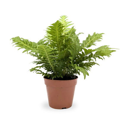 Blechnum gibbum Silver Lady | Geometry Fern Leaf Culture