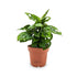 Monstera Adansonii Leaf Culture