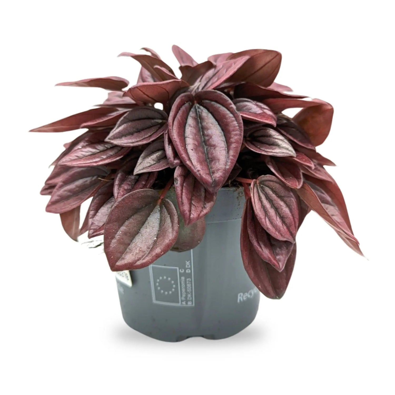 Peperomia caperata Cayenne Leaf Culture