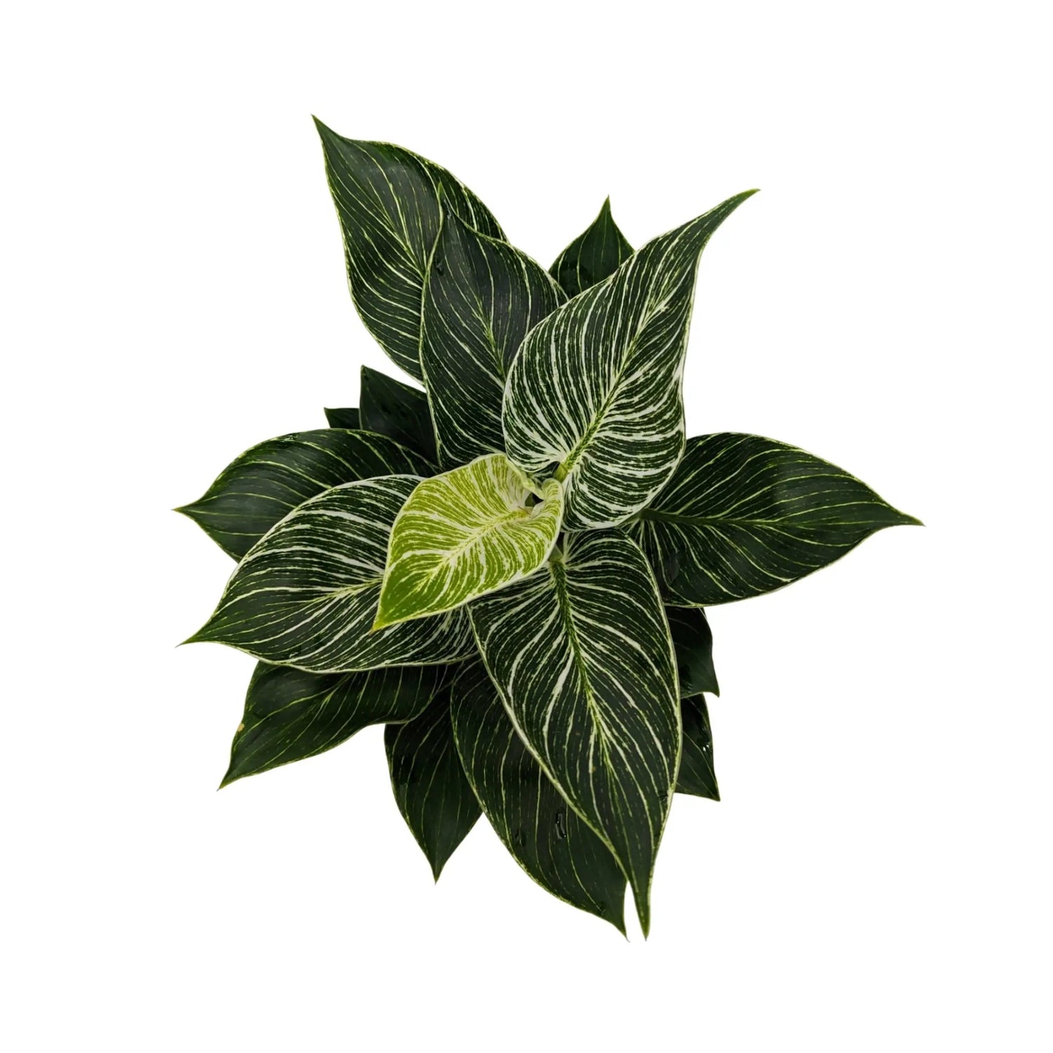 Philodendron Zebra Oz