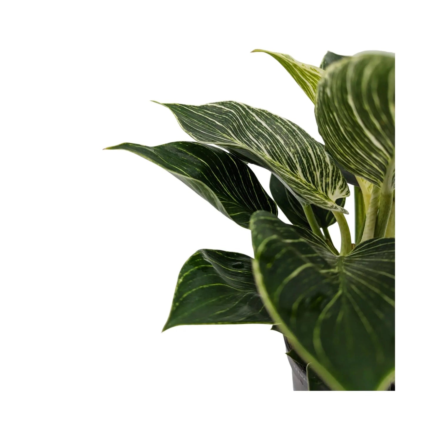 Philodendron Zebra Oz