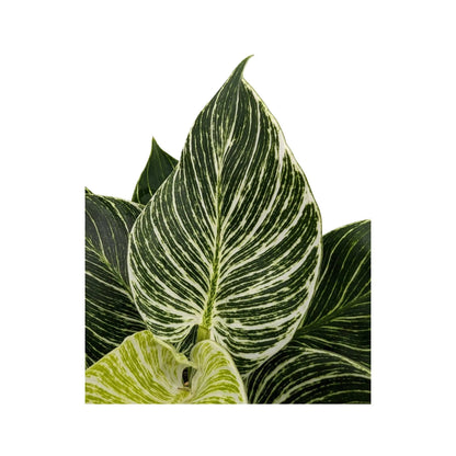Philodendron Zebra Oz