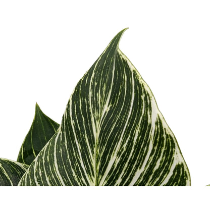 Philodendron Zebra Oz