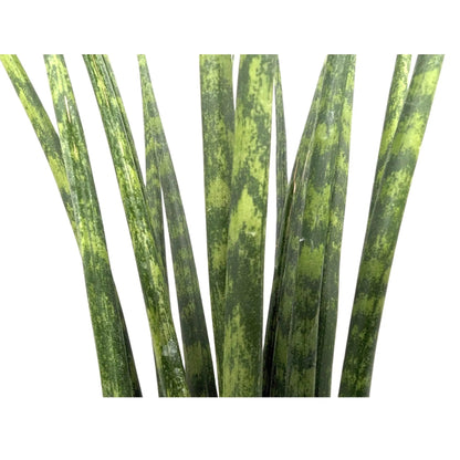 Sansevieria Fernwood - African Spear Leaf Culture