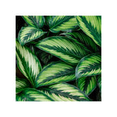 Soil Ninja - Premium Calathea & Maranta Blend Soil Ninja